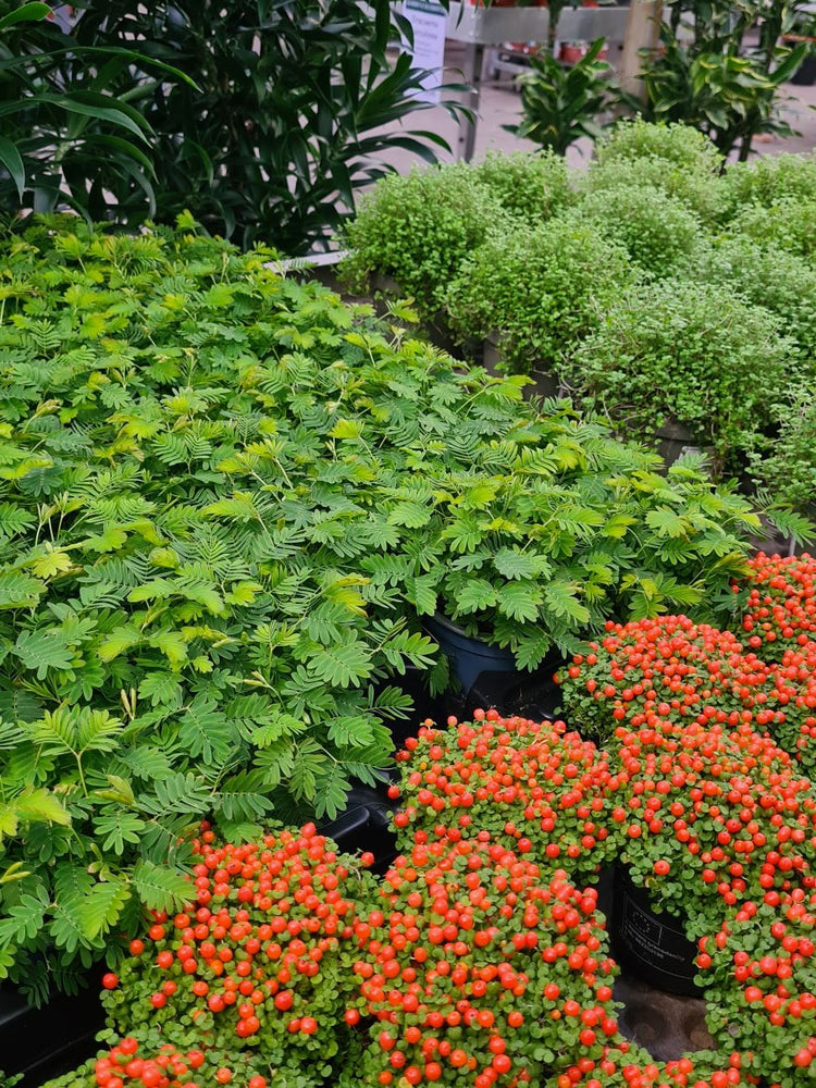 Stueplanter