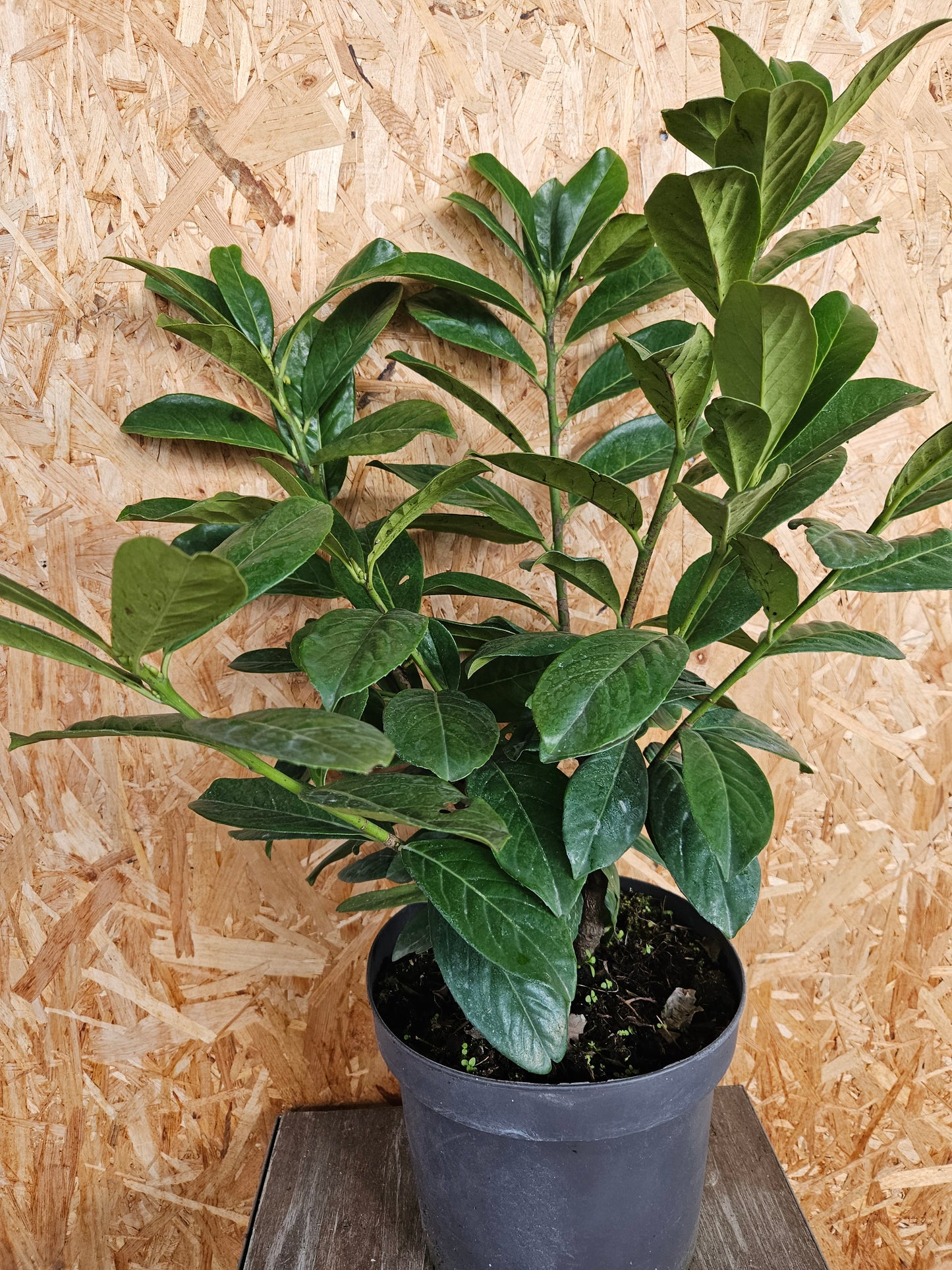 Kirsebær laurbær "Novita"